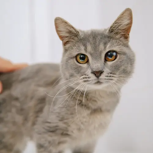 Кот